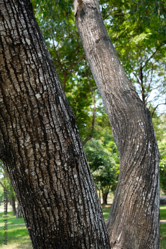 Tree bark closeup , nature background