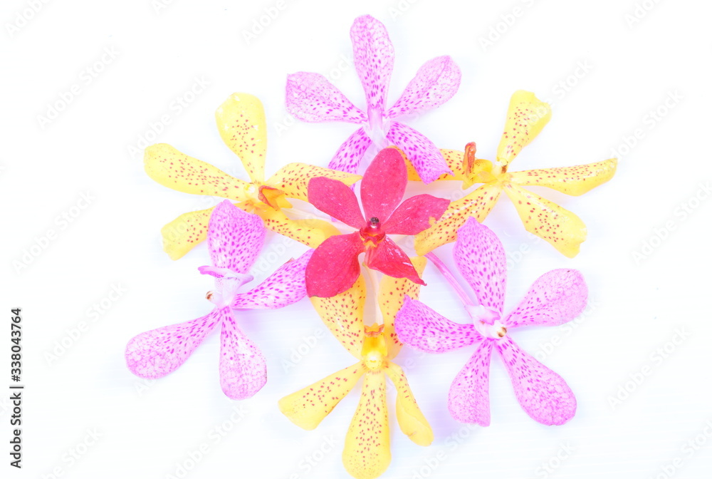 Fototapeta premium Colorful orchids on white background
