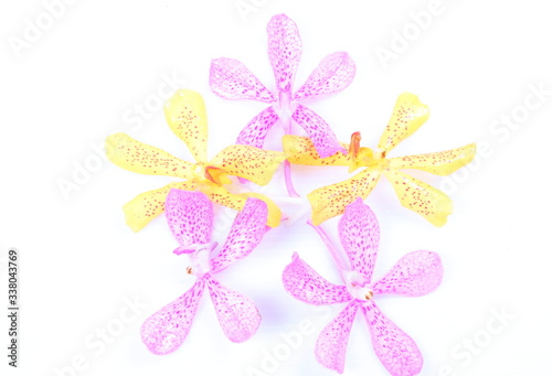 Pink and yellow orchids on white background