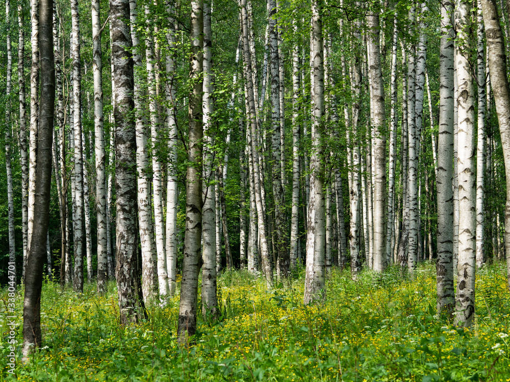 Fototapeta premium Brzozowy las w słoneczny dzień