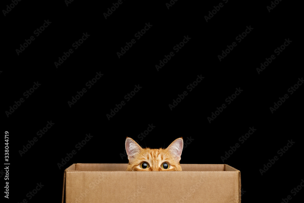 Funny red cat looking out of the box on Isolated Black background