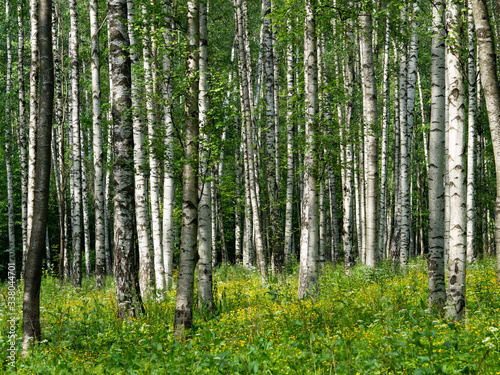 Birch forest on a sunny day