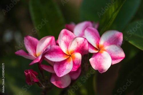 Plumeria flowers are blooming beautifully in the garden,select focus.