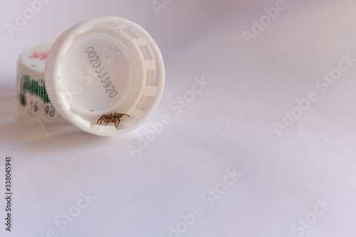 Photography bangkok thailand 12 4 2019 Small spiders live under the lid of the water bottle