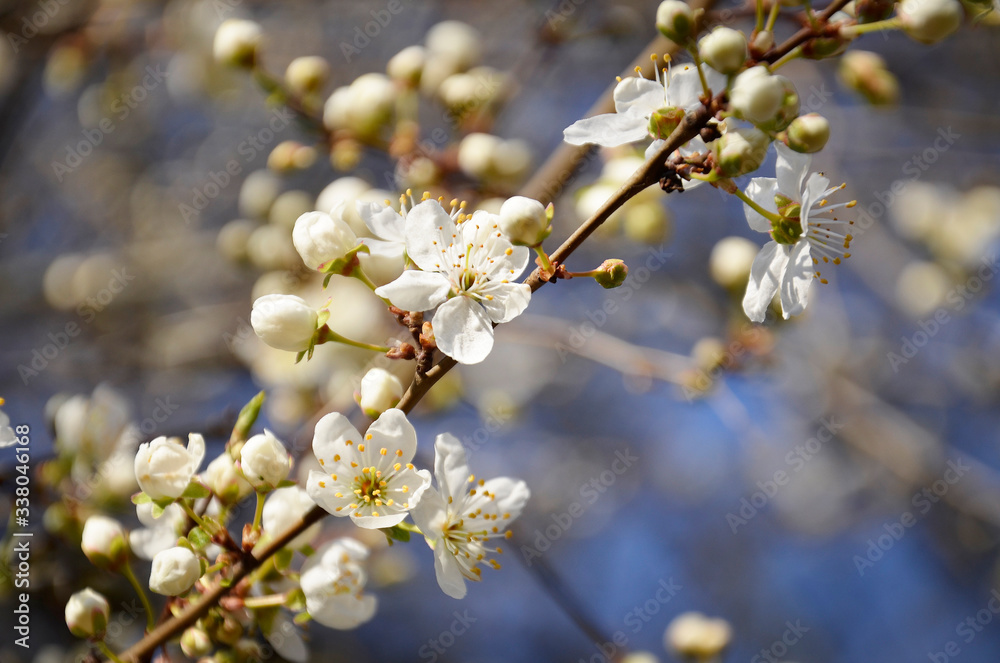 close-up of a branch of cherry blossoms close-up of a branch of cherry blossoms