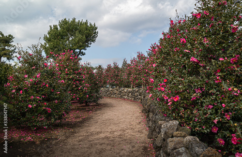 Winter Camellia flower road trip in Jeju Island, South Korea