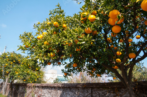 ripe tangerine growing well on the street of Jeju Island, Korea