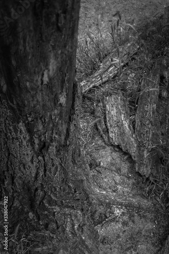 Corteza arbol