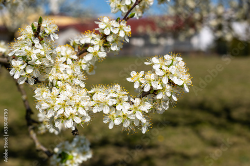 Background blooming beautiful white cherries on a sunny day in early spring close up, blurred background