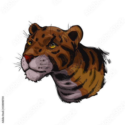 Clouded leopard Neofelis nebulosa wild cat occurring from Himalayan, Asian China. Digital art illustration of mainland clouded leopard or Sunda clouded leopard, hunting season wildcat portrait