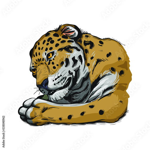 Jaguar portrait closeup of animal. Panthera once type of carnivore fauna. Wildlife of South America, drawn big mammal with furry coat. Feline cat with snout, muzzle vector illustration