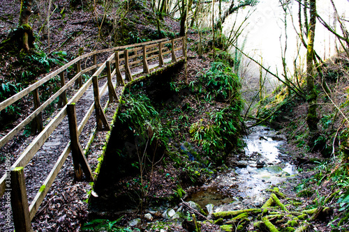 bridge, forest and moss