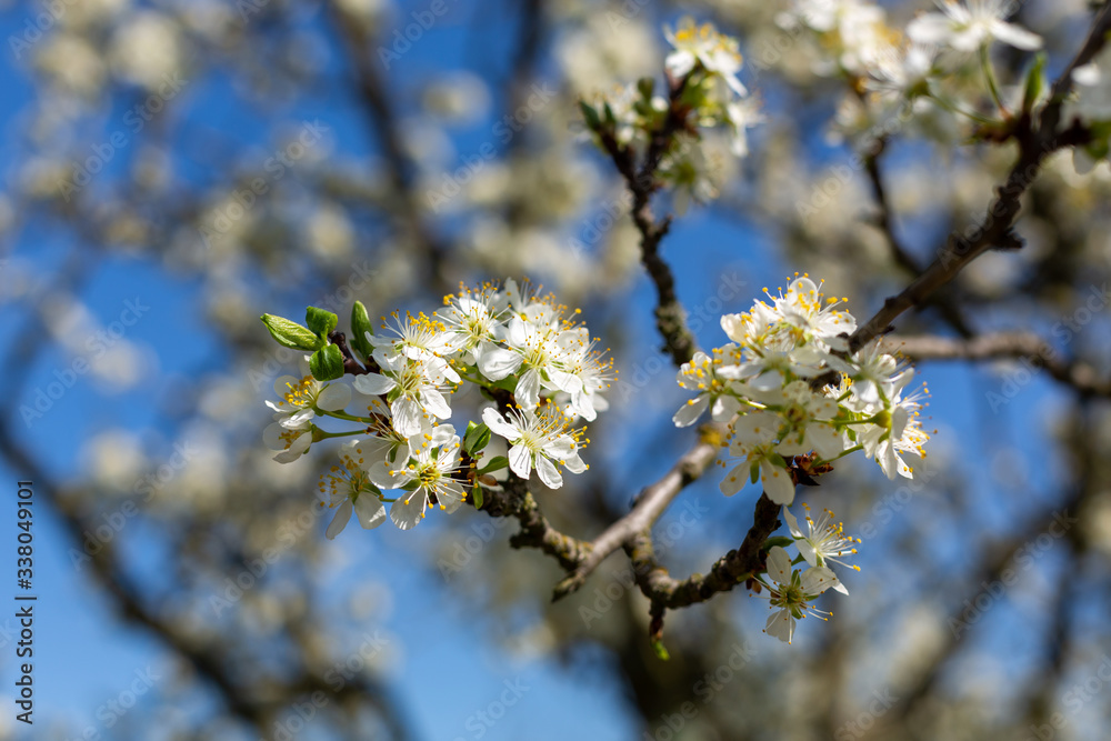 Background of blooming beautiful flowers of apple on a sunny day in early spring close up. Background of blooming beautiful flowers of apple on a sunny day in early spring close up.