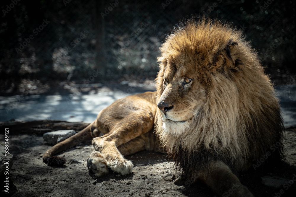 Obraz premium 動物33