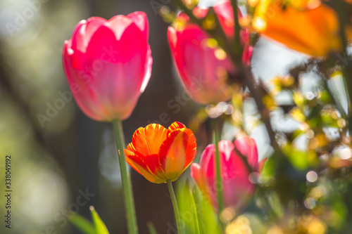 Soft-drawn red and orange tulips against the light