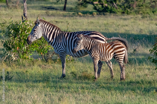 mother zebra and its young in the savannah