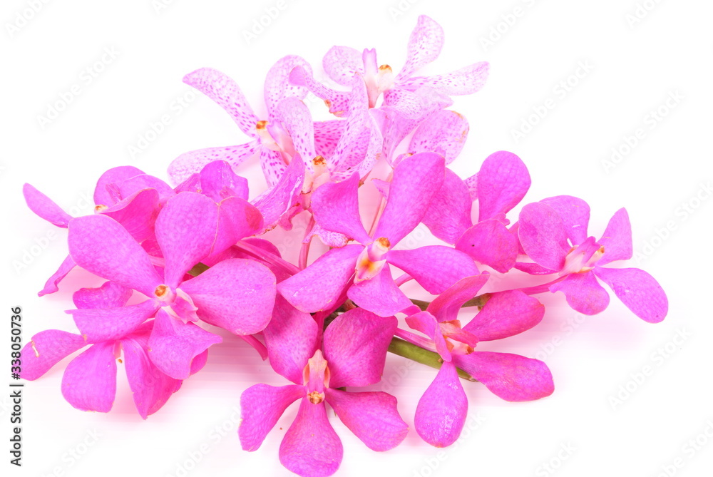 Pink orchid isolated on white background