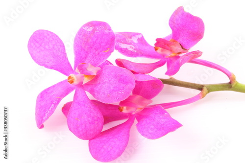 Fototapeta Naklejka Na Ścianę i Meble -  Pink orchid isolated on white background