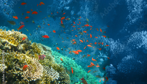 Underwater world. Coral fishes of Red sea. © Solarisys