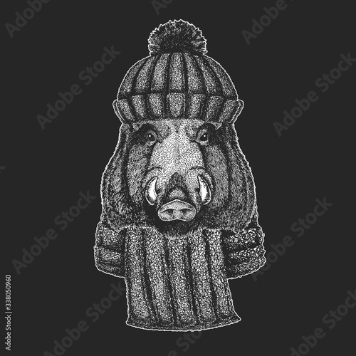 Portrait of wild hog, boar, pig. Face of brave animal.