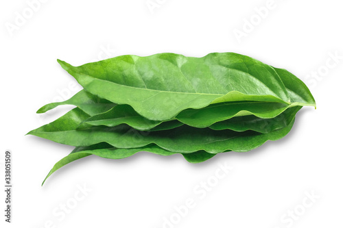 Fresh Bai-yanang (Tiliacora triandra). on white background with clipping path.