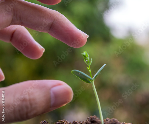 hands holding seedling