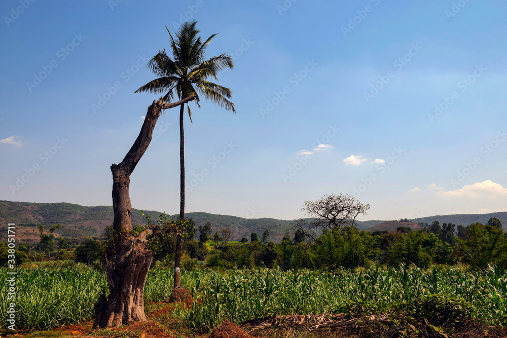 Bark of a tree in front of coconut tree on a beside highway Bark of a tree in front of coconut tree on a beside highway