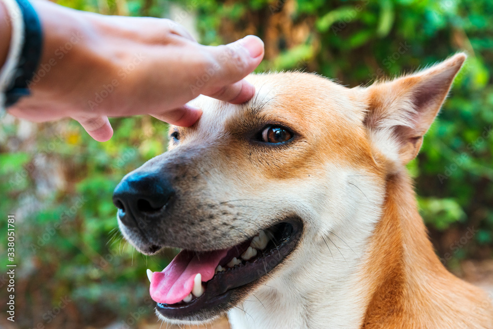 dog in the hands