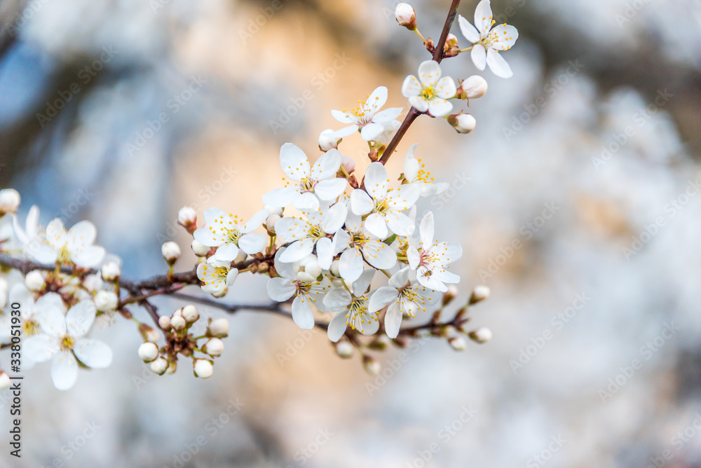 White Plum Tree Blossoms in Spring in Northern Europe White Plum Tree Blossoms in Spring in Northern Europe