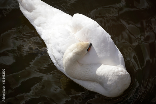 Fototapeta Naklejka Na Ścianę i Meble -  A pair of beautiful white swans on the lake in the early morning.