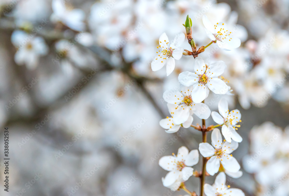 White Plum Tree Blossoms in Spring in Northern Europe White Plum Tree Blossoms in Spring in Northern Europe