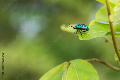 Litchi bug © Yothin