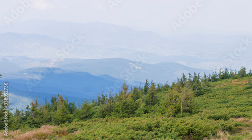 coniferous trees on the background of mountains
