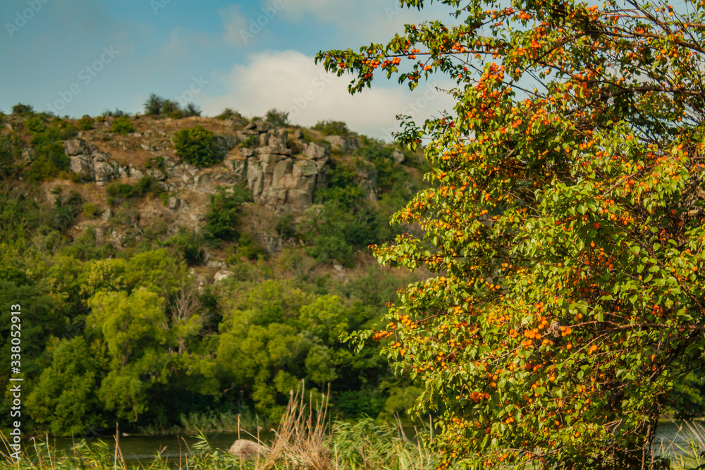Fototapeta premium apricot tree with fruits on the bank of the Southern Bug River. Rocks and granite stones are visible on the coast.