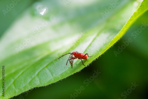 Red bugs on leaf © Yothin
