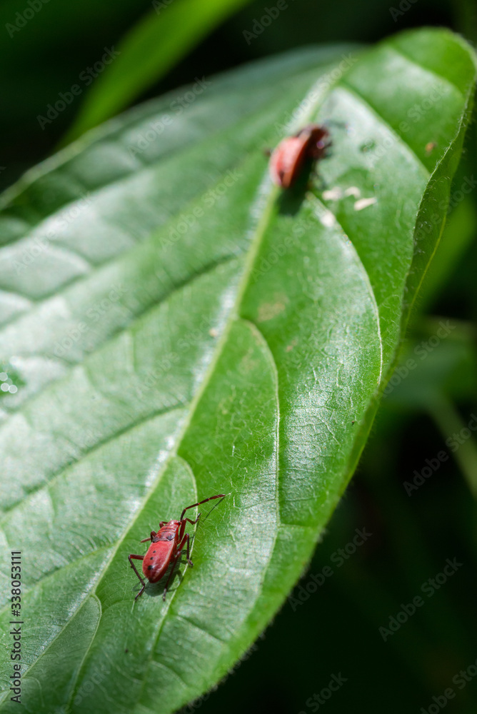 Red bugs on leaf Red bugs on leaf