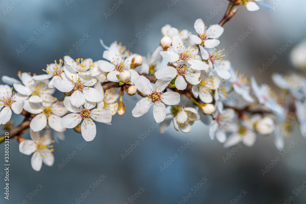 White Plum Tree Blossoms in Spring in Northern Europe White Plum Tree Blossoms in Spring in Northern Europe