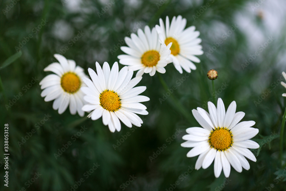 Garden camomile flowers, field with camomiles, camomile closeup, natural antiseptic. Chamomile close up. Chamomile medicinal plant on a sunny day. Blooming chamomile field natural herbal treatment. Garden camomile flowers, field with camomiles, camomile closeup, natural antiseptic. Chamomile close up. Chamomile medicinal plant on a sunny day. Blooming chamomile field natural herbal treatment.