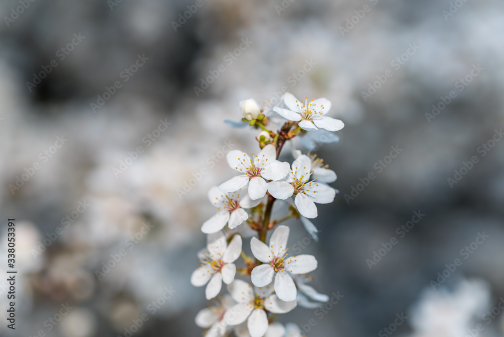 White Plum Tree Blossoms in Spring in Northern Europe White Plum Tree Blossoms in Spring in Northern Europe