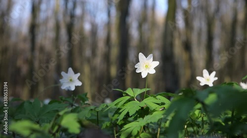 white Anemone flower in green forest with bright light in spring forest