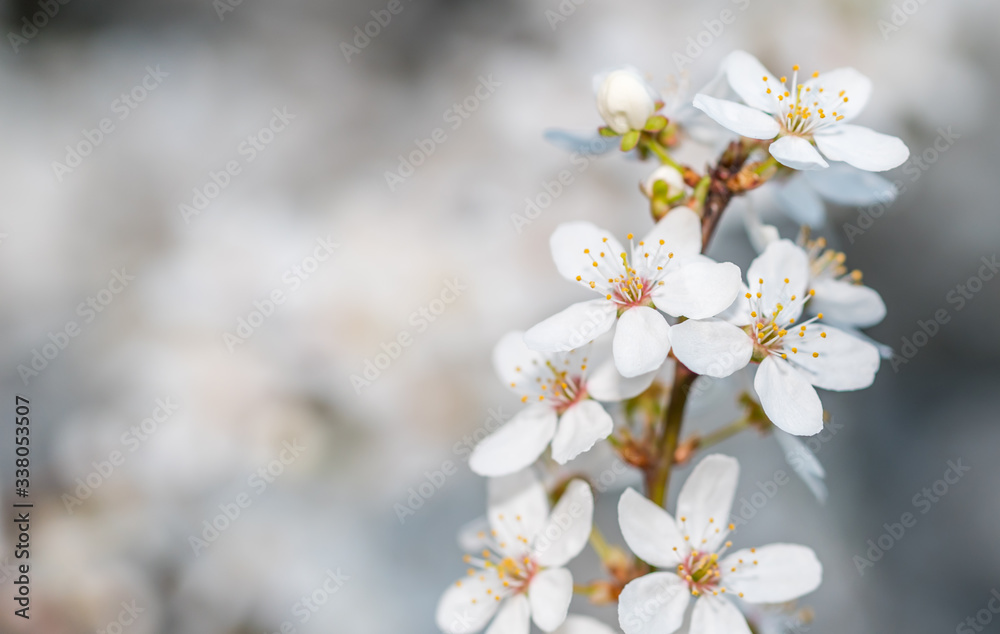 White Plum Tree Blossoms in Spring in Northern Europe White Plum Tree Blossoms in Spring in Northern Europe