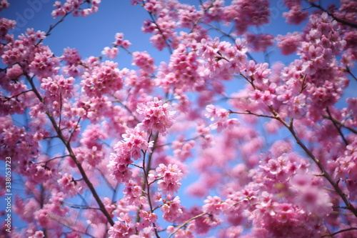 青空に咲く満開の桜の花