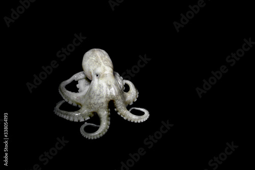 Wildlife animal,Common octopus (Octopus vulgaris) on black background in the sea