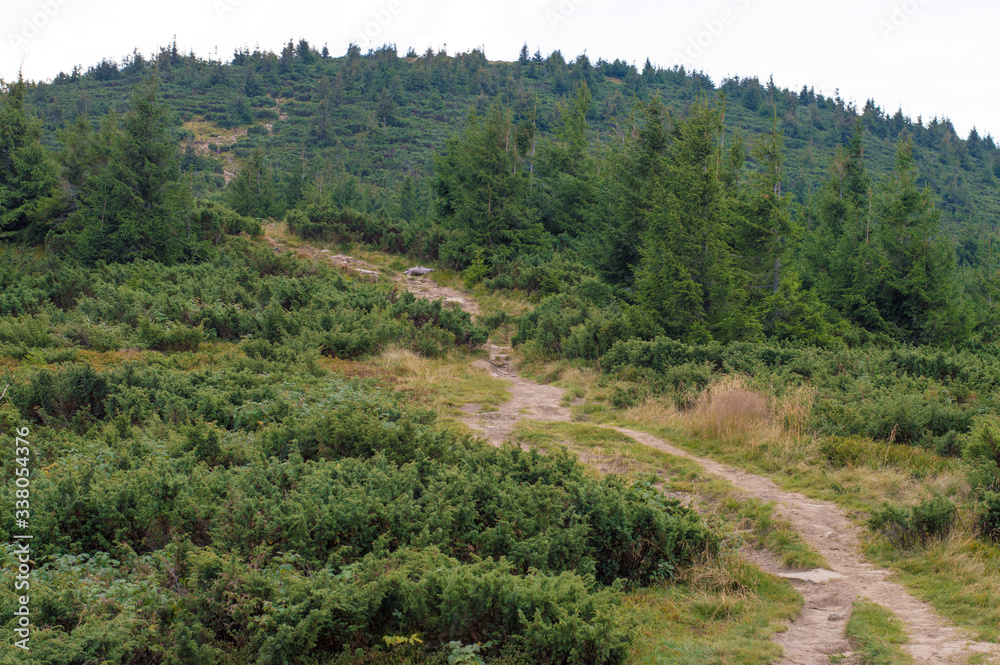 path on the slopes in green vegetation