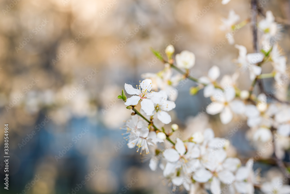 White Plum Tree Blossoms in Spring in Northern Europe