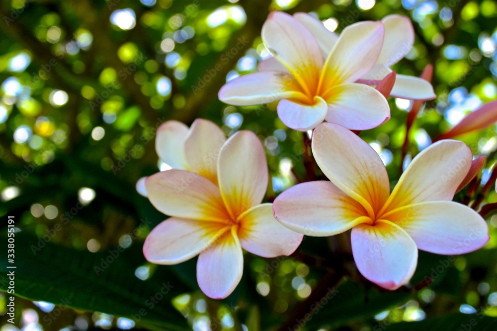 Australie Australie