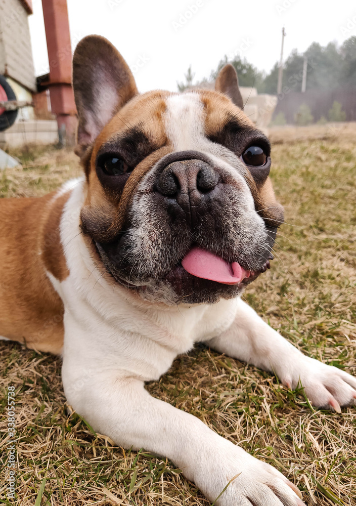 french bulldog lies outdoors on dry grass