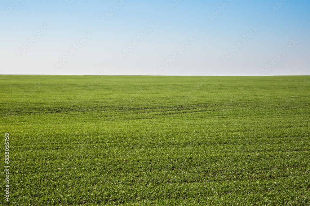 Sprouts of winter wheat sprouted in an endless field Sprouts of winter wheat sprouted in an endless field