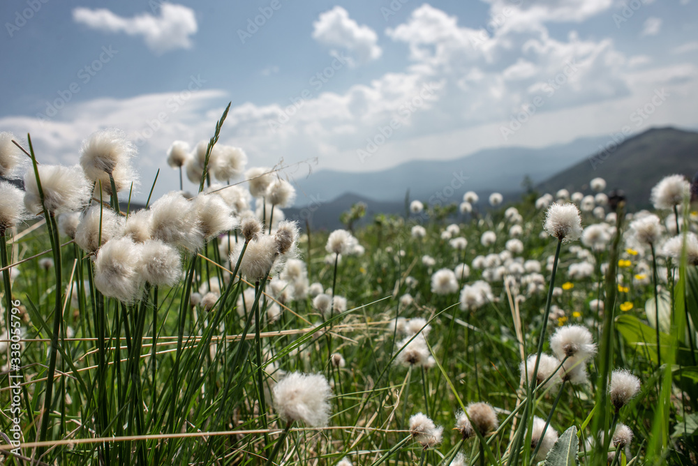 Mountain landscape. green meadow with a plant of cotton grass in the foreground