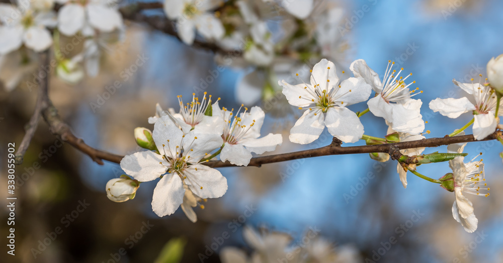 White Plum Tree Blossoms in Spring in Northern Europe White Plum Tree Blossoms in Spring in Northern Europe